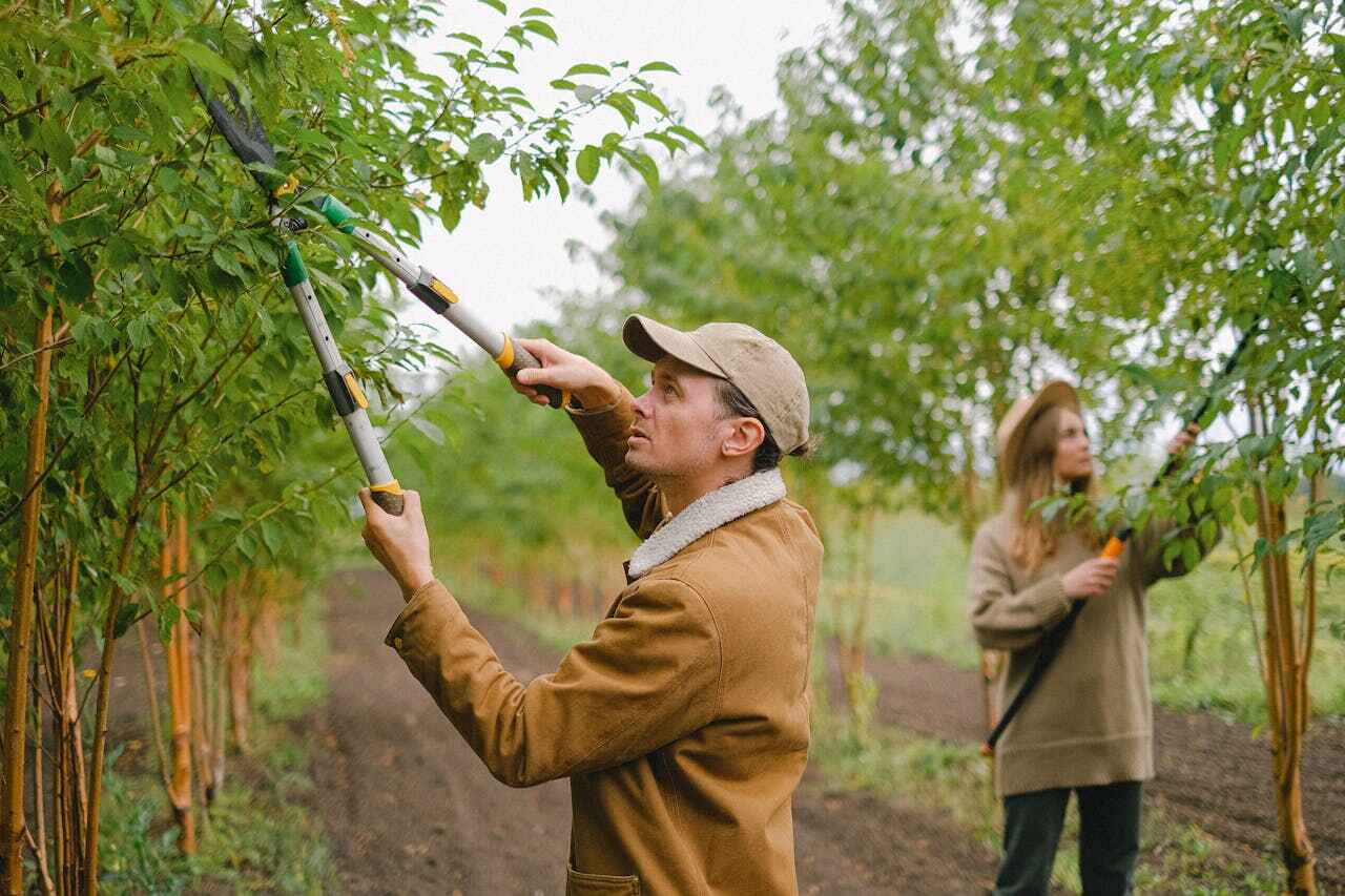 Best Emergency Tree Service  in Litchfield, MN